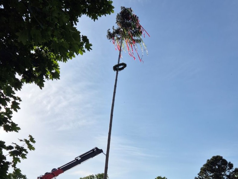 Maibaum 2024